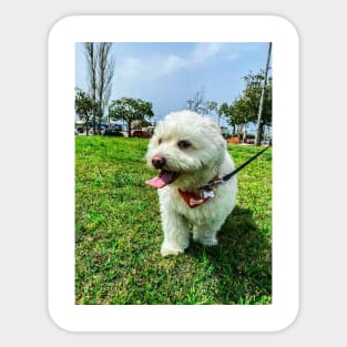 Cute puppy on a walk Sticker